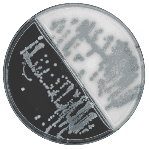 Artificial learning agar plate